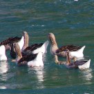 Goose family crossing a river